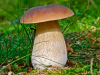 Рекомендации гражданам: Как выбирать и готовить грибы