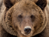 Минприроды Республики Коми информирует о порядке подачи заявлений на получение государственной услуги по выдаче разрешений на добычу бурого медведя.