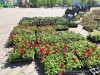 На Юбилейной площади начались работы по высадке цветов