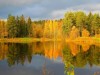 15 сентября – День работников леса