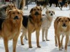 Заключен контракт на отлов безнадзорных животных 